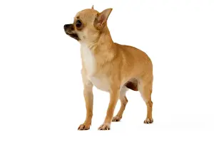 Dog - Short-Haired Chihuahua