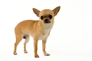 Dog - Short-Haired Chihuahua
