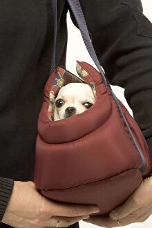 Dog - short-haired chihuahua being carried in dog carrier