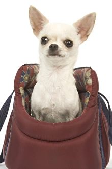 Chihuahuas sitting in a basket