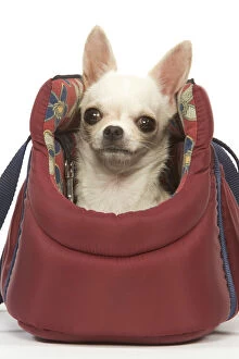 Chihuahuas Collection: Dog - short-haired chihuahua in dog carrier