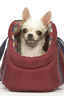 Chihuahuas sitting in a basket