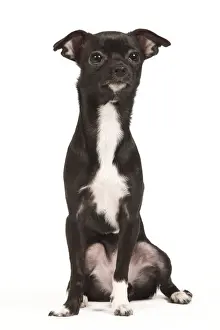 Dog - short-haired Chihuahua in studio - 9 month old pupppy
