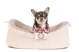 Chihuahuas Collection: Dog - short-haired chihuahua in studio in dog bed wearing pink top