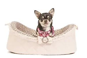 Dressed Up Prints: Dog - short-haired chihuahua in studio in dog bed wearing pink top