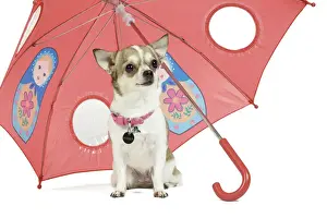 Dog - short-haired Chihuahua in studio - sitting under pink umbrella