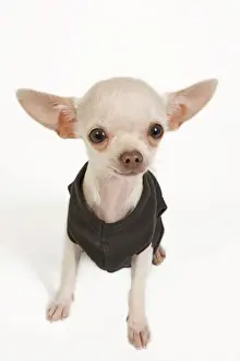 Eyes Prints: Dog - short-haired chihuahua in studio wearing t-shirt