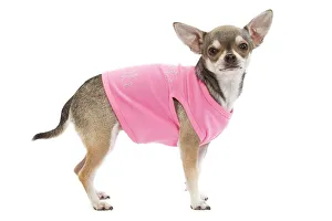 Images Dated 11th October 2009: Dog - Short-haired Chihuahua wearing pink t-shirt