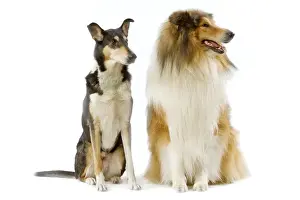 Dog - Short-haired Collie & long-haired Collie in studio