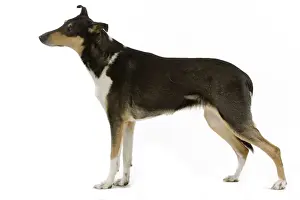 Dog - Short-haired Collie in studio