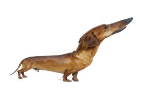 Nose Collection: Dog - short-haired Dachshund