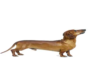 Dog - short-haired Dachshund
