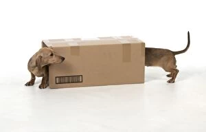 Cardboard Gallery: DOG - Short haired dachshund in cardboard box