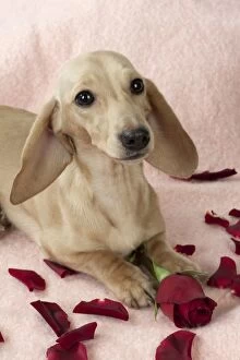 DOG - Short haired dachsund laying in rose petals