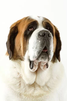 Images Dated 8th April 2006: Dog - Short-haired St Bernard