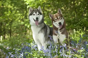 DOG - Siberian huskies sitting together in bluebells