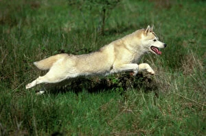 Dog - Siberian Husky
