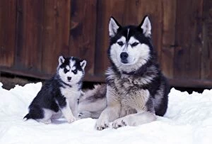 3 Gallery: Dog - Siberian Husky adult with puppy six weeks