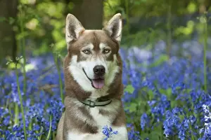 DOG - Siberian husky in bluebells