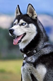 Dog - Siberian Husky, brown and blue eye, portrait