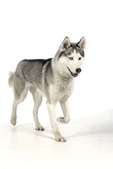 DOG - Siberian Husky with different coloured eyes