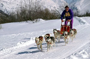 Dog - Siberian Husky Musher with Sled dog team