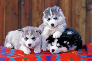 Dog - Siberian Husky three puppies lying on blanket