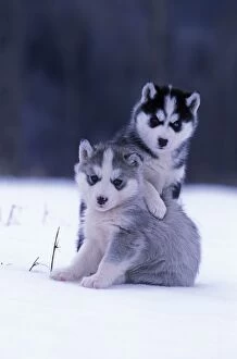 Dog - Two Siberian Husky puppies playing together in snow