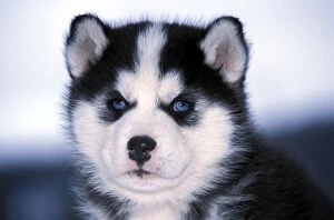 DOG - Siberian Husky puppy, close-up