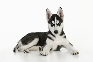 Images Dated 27th July 2009: DOG. Siberian husky puppy laying down