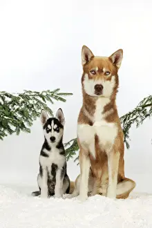 Arctic Husky Prints: DOG. Siberian husky puppy sitting next to siberian husky in snow