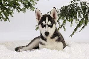 Images Dated 27th July 2009: DOG. Siberian husky puppy sitting in snow