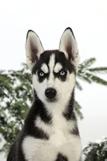 Images Dated 27th July 2009: DOG. Siberian husky puppy in snow (head shot)