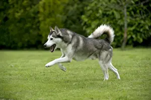 DOG - Siberian Husky - running through garden
