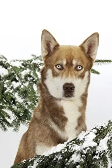 Images Dated 27th July 2009: DOG. Siberian husky in snow (head shot)