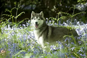 DOG - Siberian husky standing in bluebells