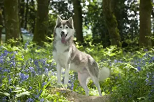 DOG - Siberian husky standing in bluebells