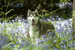 DOG - Siberian husky standing in bluebells