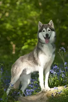 DOG - Siberian husky standing in bluebells