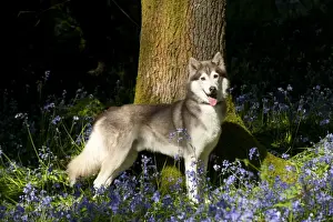 DOG - Siberian husky standing in bluebells