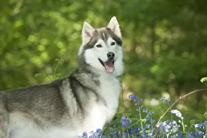 DOG - Siberian husky standing in bluebells