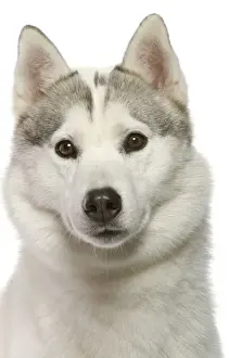 Arctic Husky Prints: Dog - Siberian Husky in studio