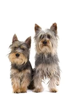 Dog - Silky Terrier puppies