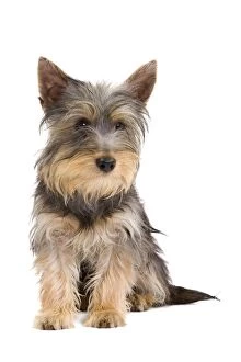 Dec2014/4/dog silky terrier puppy