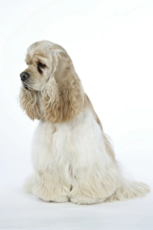 Images Dated 16th June 2007: DOG. Silver buff American cocker spaniel