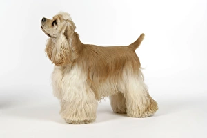 Images Dated 16th June 2007: DOG. Silver buff American cocker spaniel