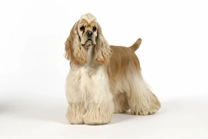 Images Dated 16th June 2007: DOG. Silver buff American cocker spaniel