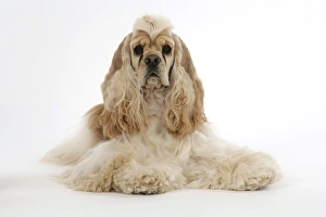 Images Dated 16th June 2007: DOG. Silver buff American cocker spaniel
