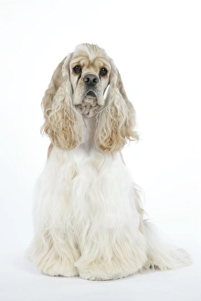 Images Dated 16th June 2007: DOG. Silver buff American cocker spaniel
