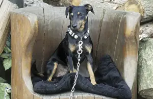 Chain Prints: Dog - Sitting in chair and kept on a leash - The Netherlands, Overijssel, Twente